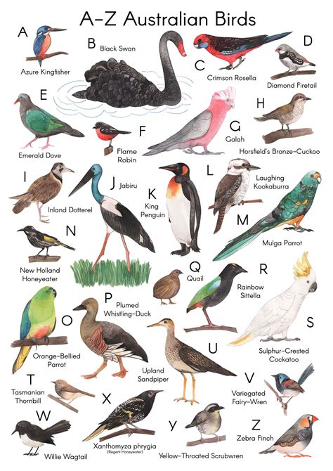 Australian Birds from A-Z, depicted in watercolour | Australian birds ...