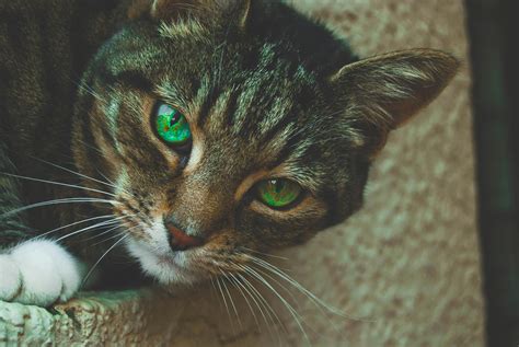 Gray Tabby Cat with Green Eyes · Free Stock Photo