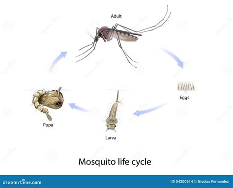 Mosquito Life Cycle Stock Illustration - Image: 54200614