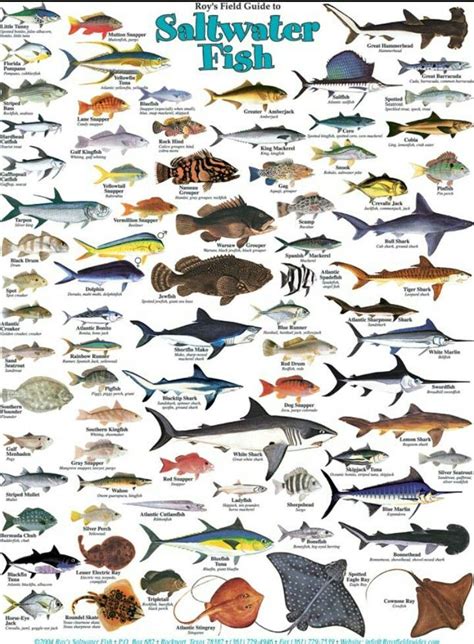 Types of salt water fish. www.facebook.com/groups/nauticalboss | Fish ...