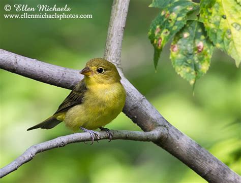 Scarlet Tanager (female)