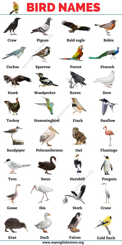 Bird Names: List of 30+ Names of Birds in English with the Picture – My ...