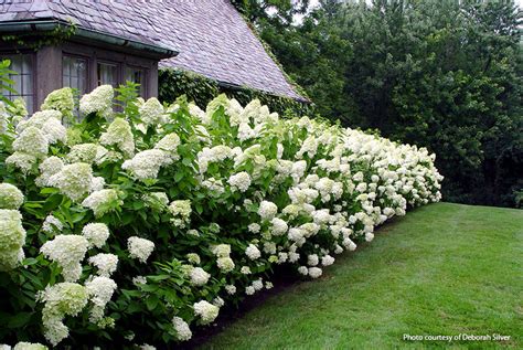 Woody Hydrangeas: The Versatile Shrub That's Perfect For Any Garden ...