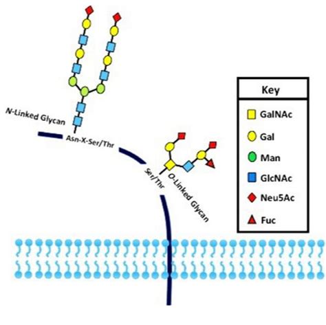 A New Method of Engineering Glycoprotein Biosynthesis in Bacteria ...