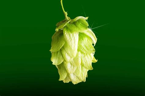 What Are Hops? A Beginner's Guide | Wine Enthusiast