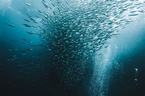 Where to See the Moalboal Sardine Run At Panagsama Beach – We Seek ...