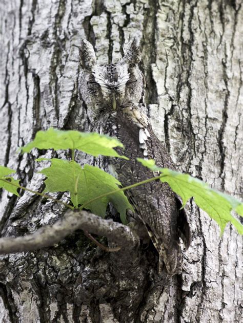 Camouflage Animals With Names