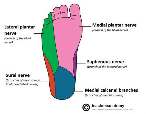 The Tibial Nerve - Course - Motor - Sensory - TeachMeAnatomy