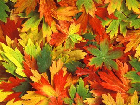 🔥 [120+] Free Desktop Wallpapers Autumn Leaves | WallpaperSafari