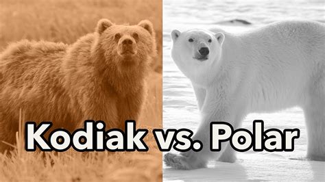 Polar Bear Kodiak Bear Size Comparison at Ruby Najar blog