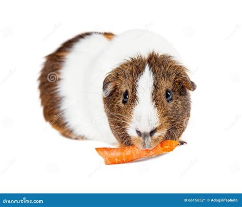 Pet Guinea Pig Eating Carrot Stock Image - Image of domestic, studio ...