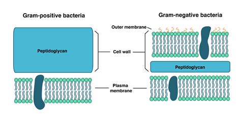 Bacterial Cell wall: Structure, Composition and Types - Online Biology ...