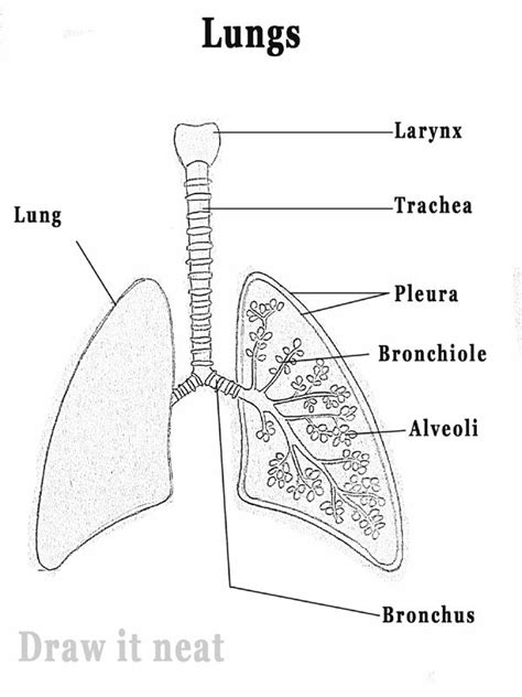 How to draw Lungs diagram | Science drawing, Biology diagrams, Basic ...