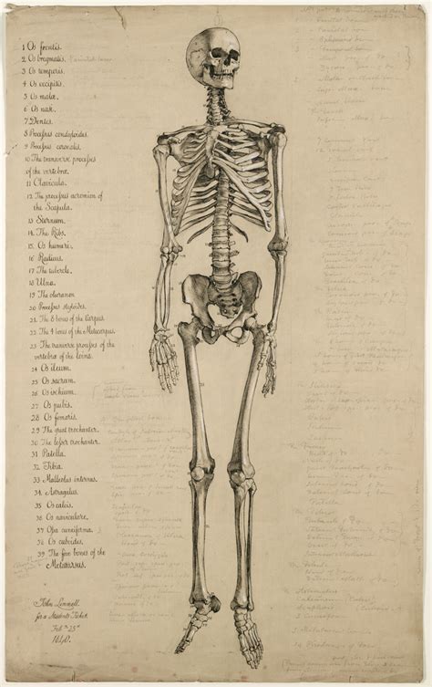 Anatomical drawing of a human skeleton, England, 1840 Attributed to ...