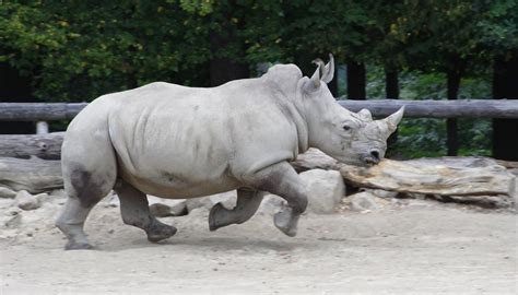 How Fast Does a Rhino Run? | Sciencing