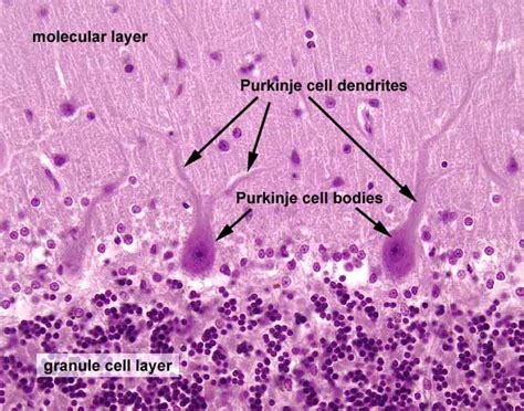 Histology at SIU