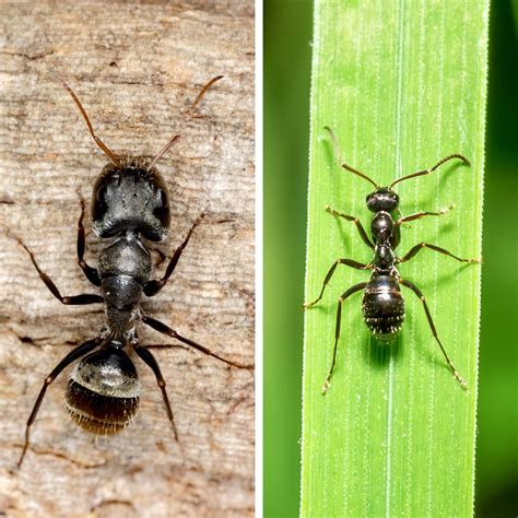 Carpenter Ants vs. Black Ants: What's the Difference?