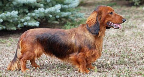 Dachshund Names - 300 Ideas For Naming Your Wiener Dog