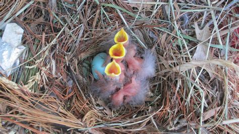 Free Baby birds in Nest Stock Photo - FreeImages.com