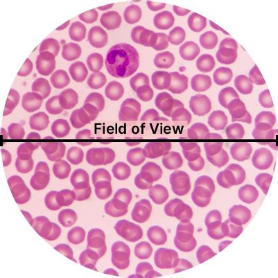 How to Estimate the Field of View of a Microscope - New York Microscope ...