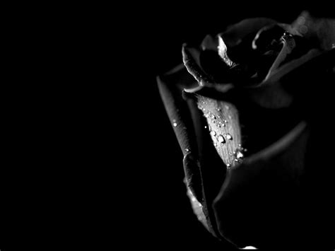 Black Roses Wallpapers - Wallpaper Cave