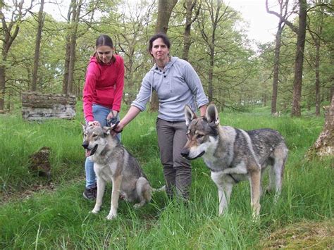 Walking with Wolves - Predator Experience | Cumbria Falconry Days ...