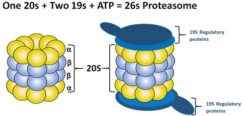 Ubiquitin Proteasome System (UPS)-Definition, Diagram, Function ...