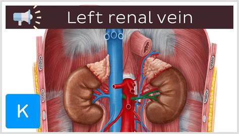 Renal Vein Anatomy