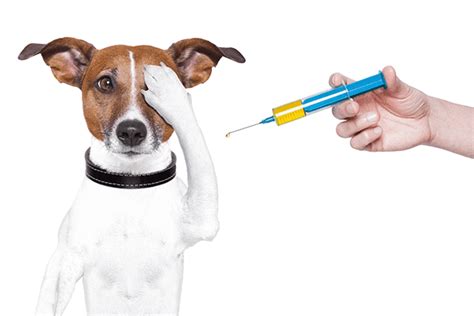 Pet Vaccinations | Vaccine Veterinarian Tulsa | Affordable Vaccine Clinic