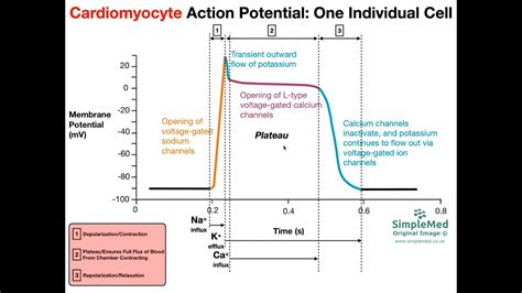 Action Potential Diagram