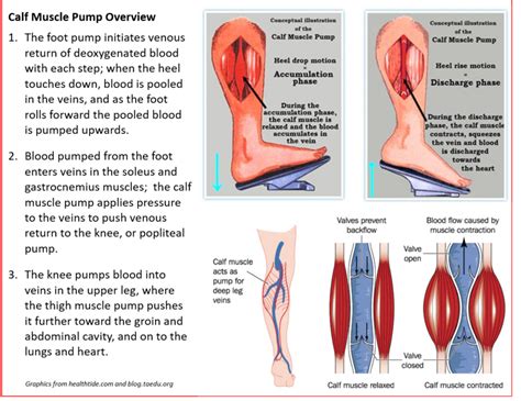 Calf Pump Showing Venous Return Flow | ubicaciondepersonas.cdmx.gob.mx