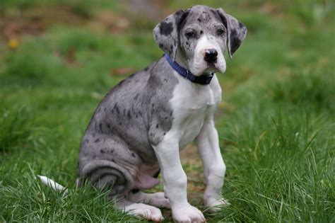 Great Dane Information - Dog Breeds at thepetowners