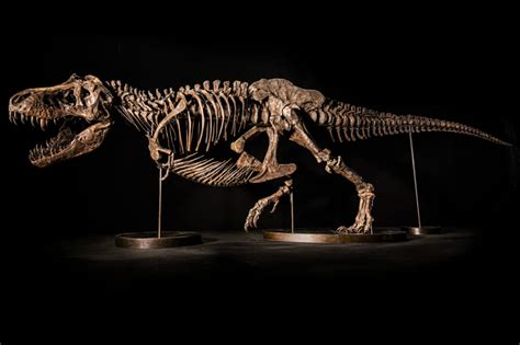 This Rare T. Rex Skeleton Could Sell For $25 Million - Maxim