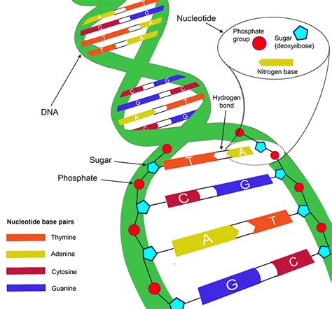 [DIAGRAM] Diagram Of Nucleotide Gene Dna Double Helix Chromosome ...