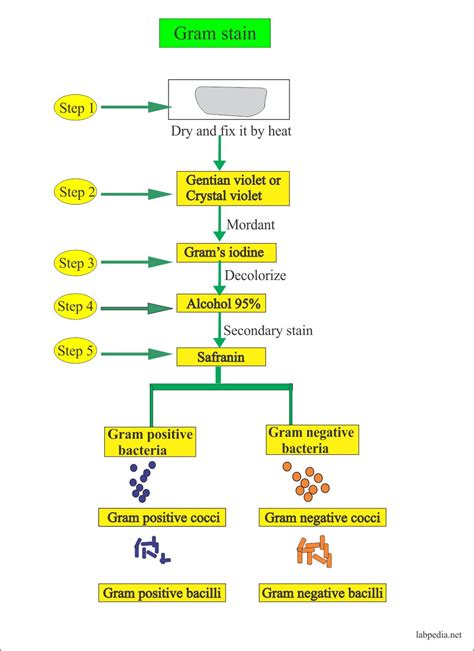 Gram Stain (Gram stain procedure) – Labpedia.net