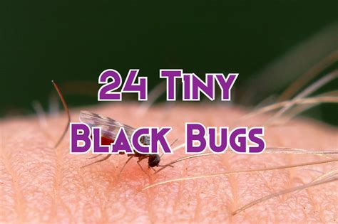 24 Tiny Black Bugs That Bite and Itch (& How to Get Rid of Them)