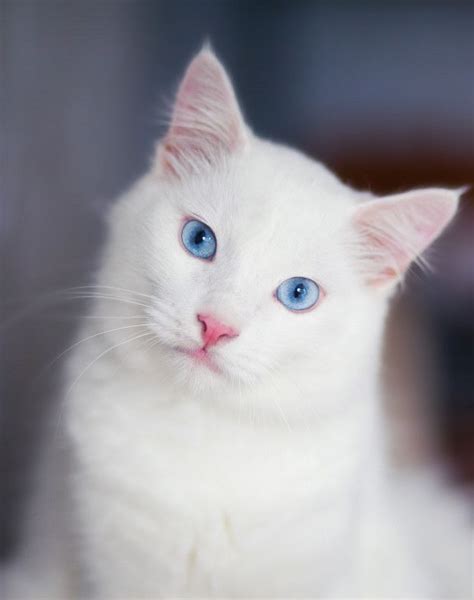 Close-up portrait of a fluffy white cat ... | Premium Photo #Freepik # ...