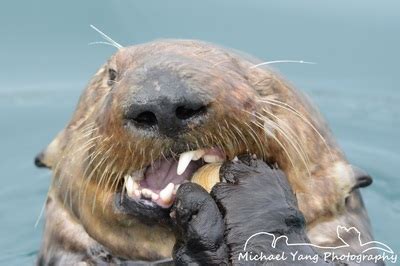 Close Up of Sea Otter Eating Clams - Michael Yang Photography