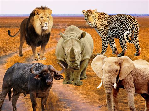 Big 5 Animals in Africa - Where To See Them? - Eco Lodges Anywhere