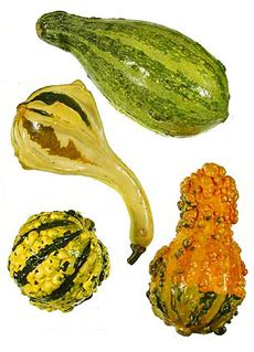 The Nibble: Squash Types