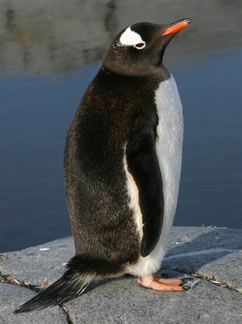 Uganda Antarctica - penguins - lorin