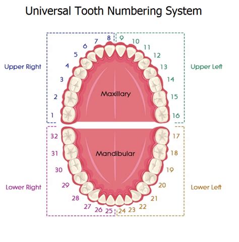 Tooth Numbering System In Dentistry