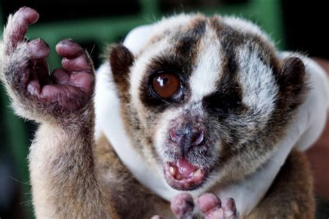 The Slow Loris, The Primate With A Surprisingly Deadly Venom