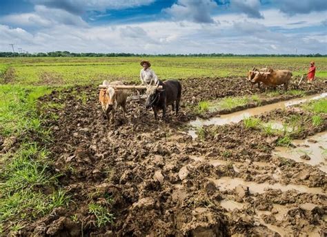 The Irrawaddy Delta – Where Land and Sea Intermingle