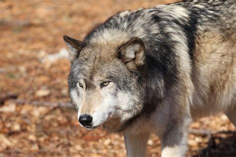 North American Gray Wolf Stock Image - Image: 23510731