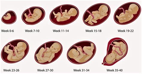 Pregnancy week by week how big is your baby this week – Artofit