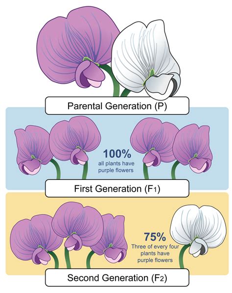 Mendel's Experiment With Pea Plants - Plant Ideas