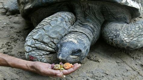 Adwaita, which means â€˜one and onlyâ€™ in Bengali, was a giant Aldabra ...