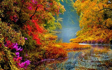 Colorful Forest Wallpapers - Top Free Colorful Forest Backgrounds ...