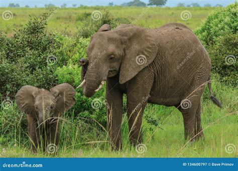 Wild African Elephants Eating Leaves Stock Image - Image of strong ...